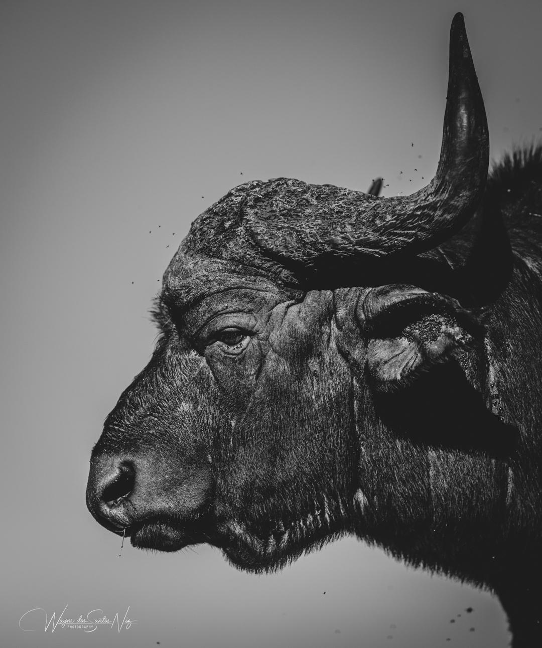 Buffalo Mono