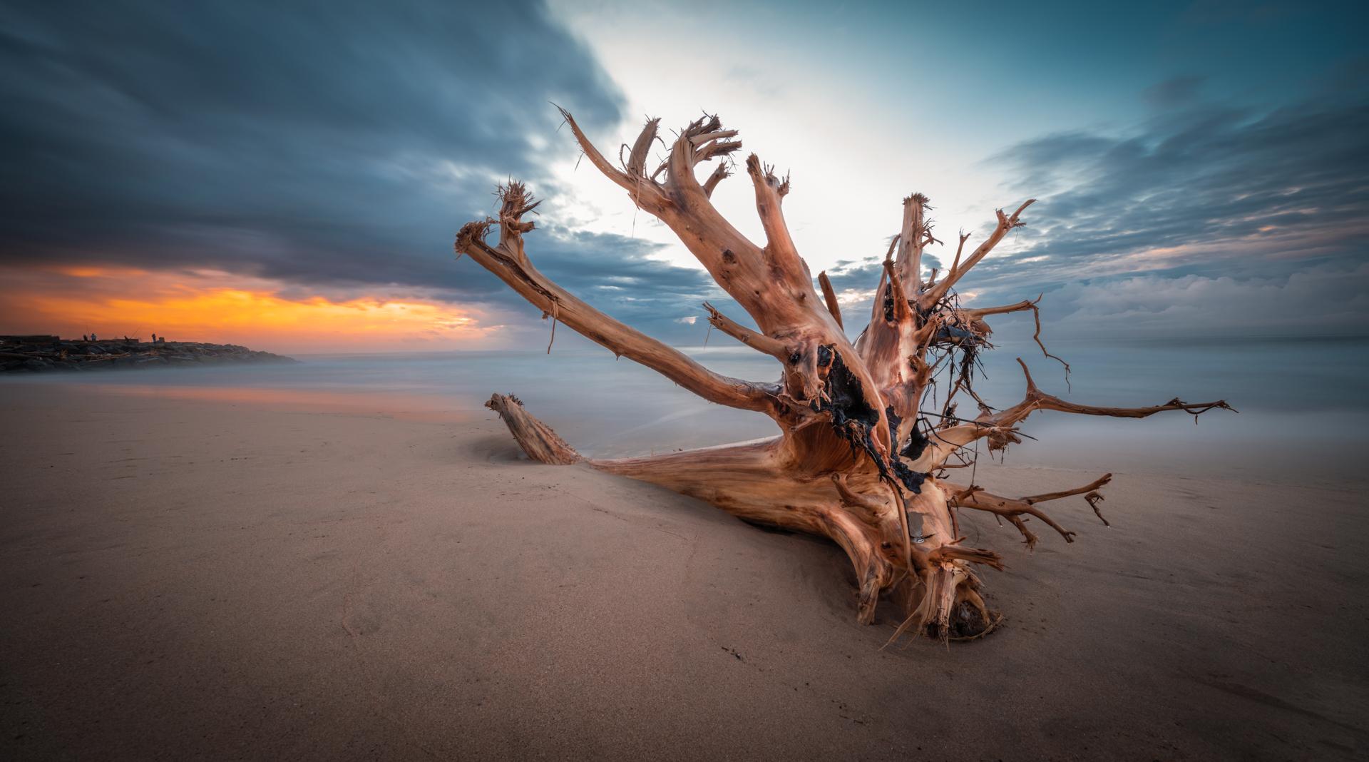 Durban Driftwood Sunrise
