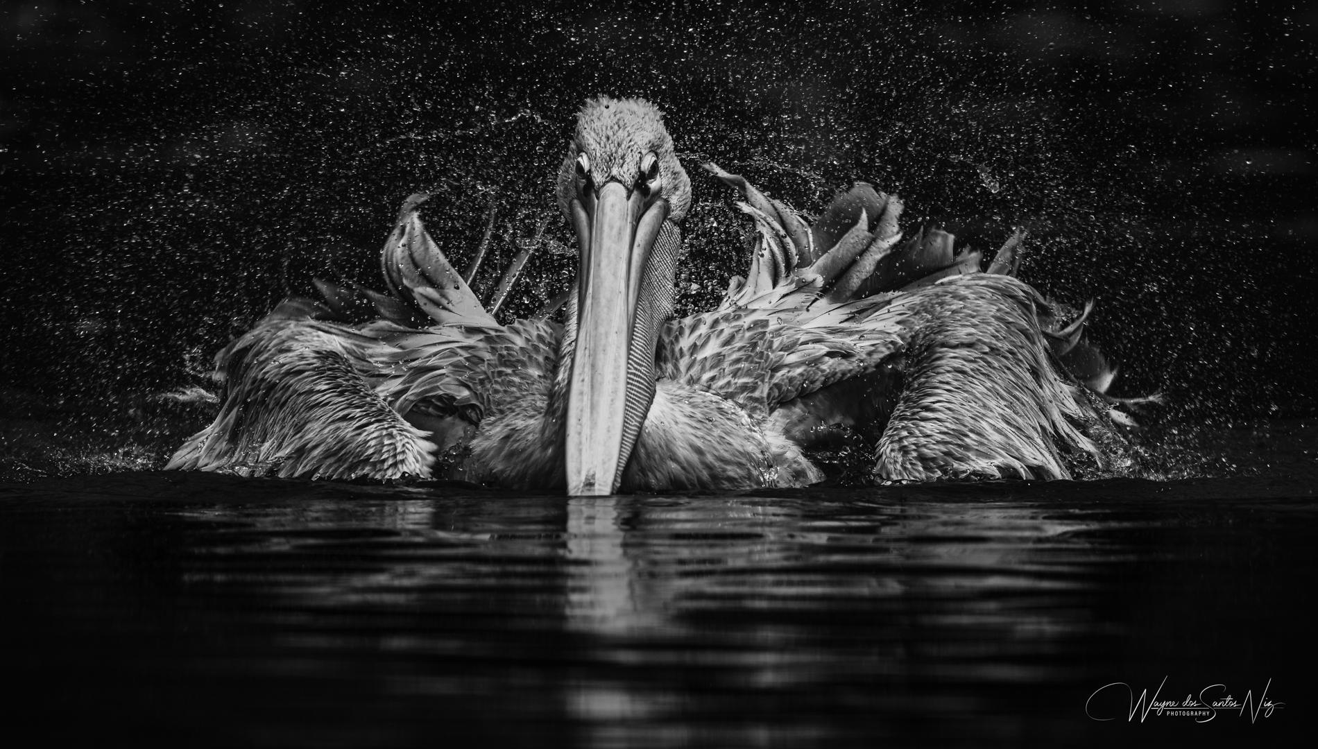 Pelican Mono