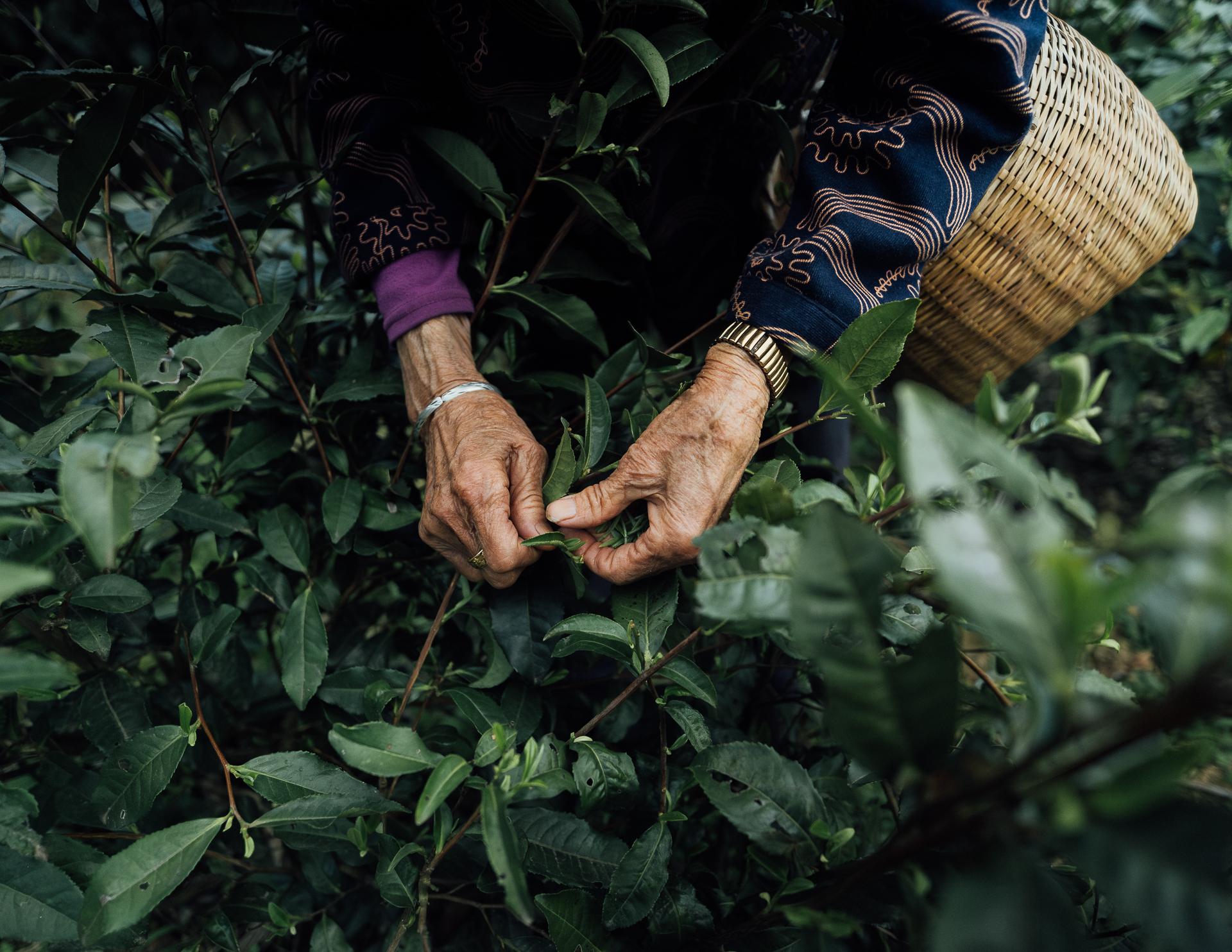 4_Picking Tea at 101